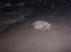 turtle12.jpg (82438 bytes)
