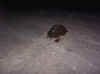 turtle1.jpg (81153 bytes)