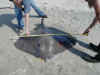 stingray13.jpg (265989 bytes)