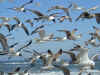Guys_Gulls.jpg (151808 bytes)