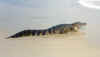 gator1.jpg (72152 bytes)